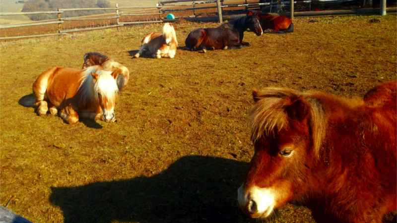 Kompetenzzentrum PferdeMenschen &  die starken Ponies wir machen kleine und große Kinder stark fürs Leben