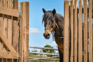 Pferde für unsere Kinder e.V.-Interview Zwergen-Ranch und Outdoor-Kindergarten Göhren 2019 (3)