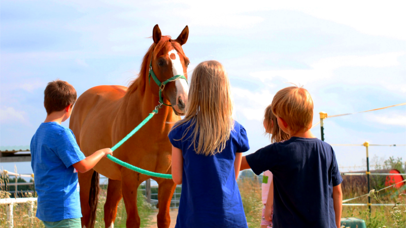 Dr. Claudia Nebel-Töpfer - Pferde für unsere Kinder e.V.-Partner