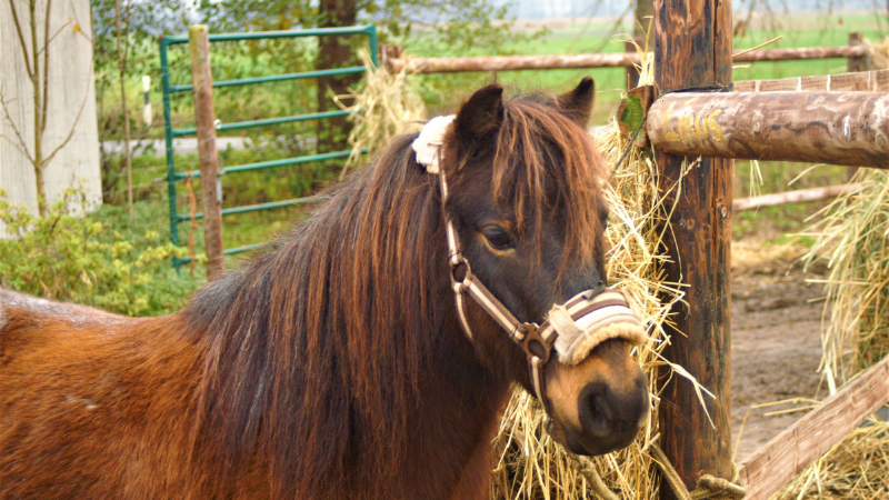 Reitstall Ponyparadies