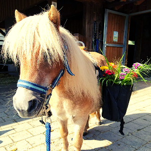 Sommerspaß mit dem Ponyhof Lutz in Legau - Pferde für unsere Kinder (2) Sommerspaß mit dem Ponyhof Lutz in Legau - Pferde für unsere Kinder