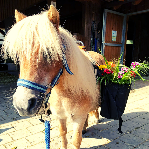 Sommerspaß mit dem Ponyhof Lutz in Legau - Pferde für unsere Kinder