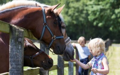 Pferde können zwischen Stimmen und Gesichtern von Kindern und Erwachsenen unterscheiden