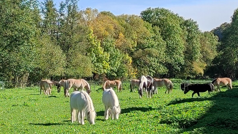 Ponyhof Erdbach